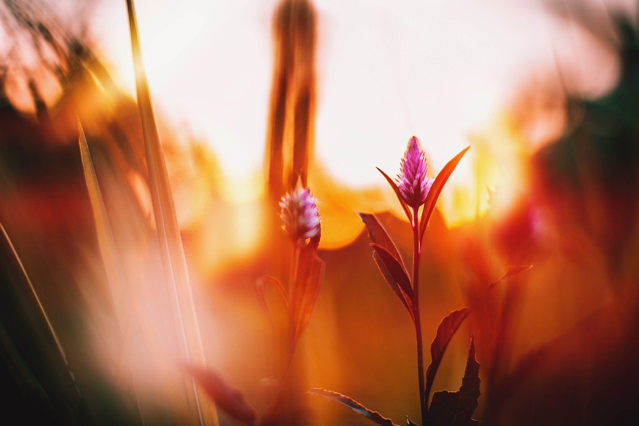 Bokeh,  Pobūdį,  Gėlė,  Augalų,  Žydi,  Vasara,  Žiedas,  Romantiškas,  Romantika,  Sodas