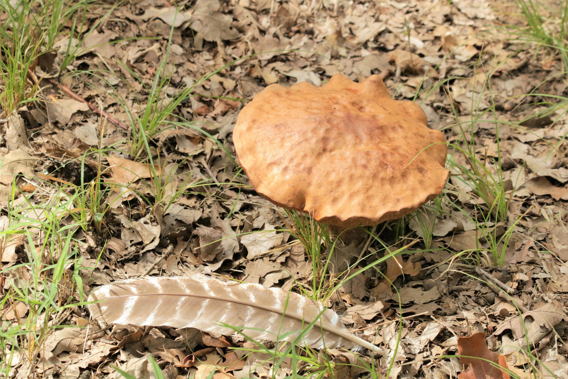 Gamta,  Augalai,  Grybai,  Grybai,  Bolete,  Bolete & Nbsp,  Grybai,  Ruda & Nbsp,  Gryba,  Plunksna