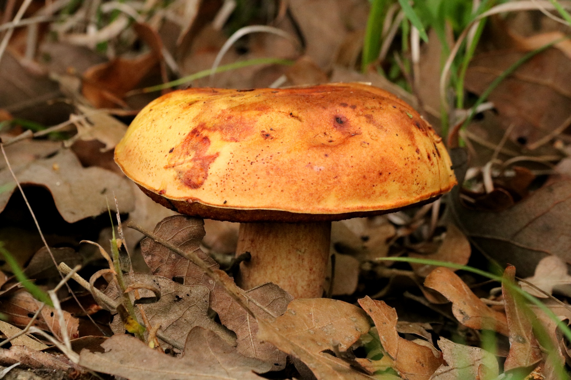 Gamta,  Augalai,  Grybai,  Bolete & Nbsp,  Grybai,  Ruda & Nbsp,  Gryba,  Lapai,  Lapai,  Įspaudas