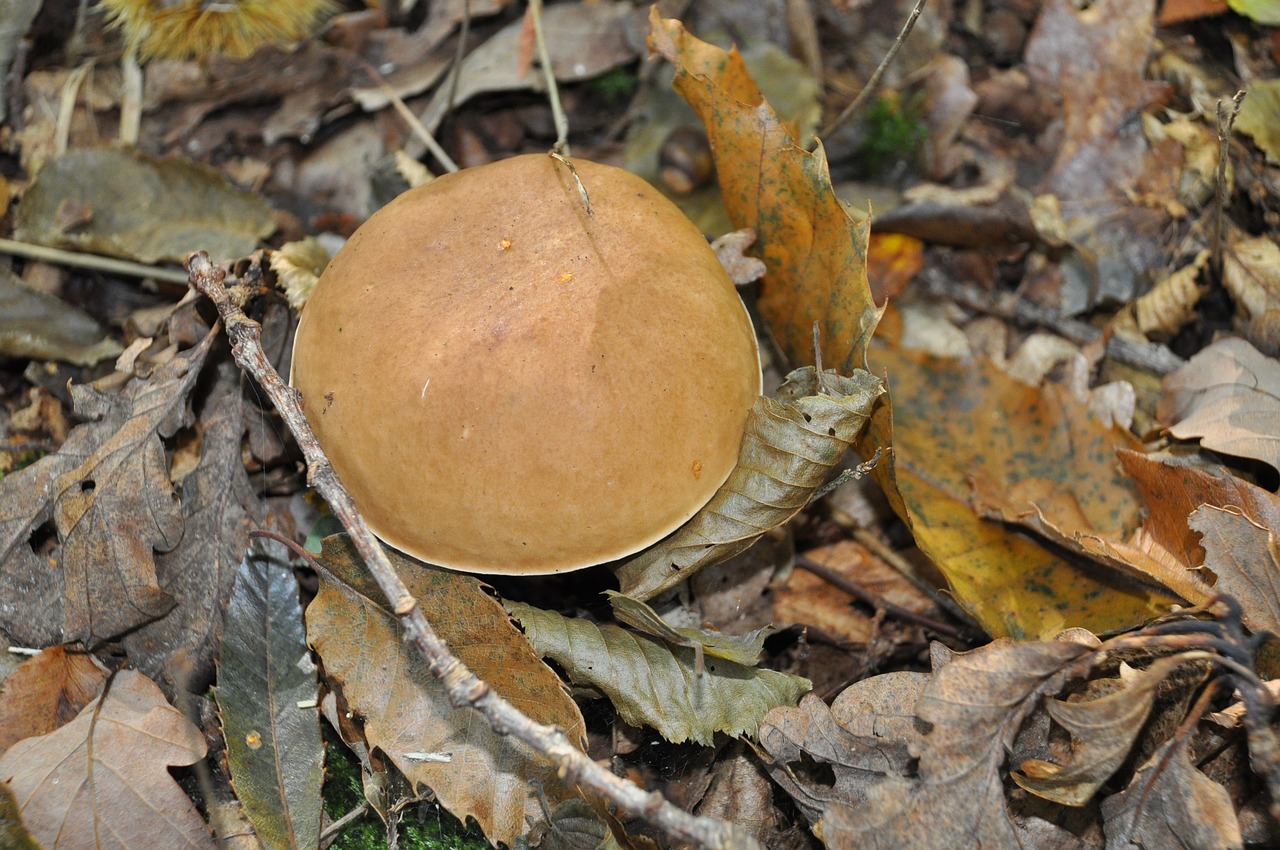 Boletus, Cep, Rinkimas, Mediena, Miškas, Kritimas, Grybelis, Pomidoras, Gamta, Medžiai