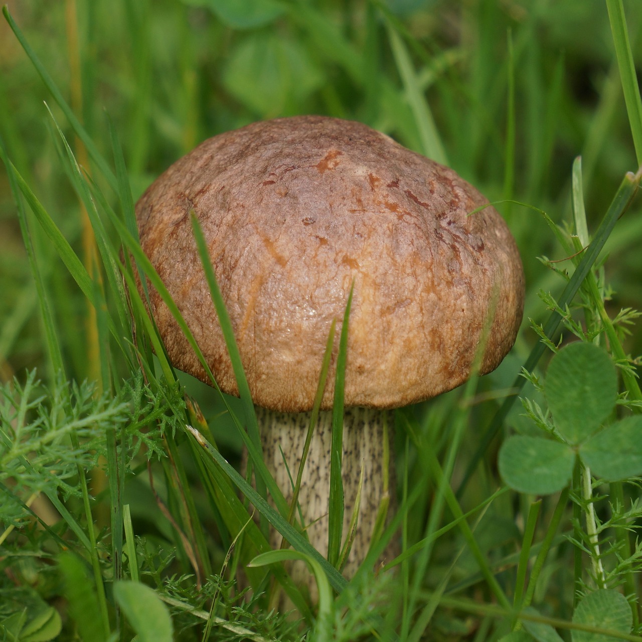 Boletus, Boletaceae, Grybai, Nemokamos Nuotraukos,  Nemokama Licenzija