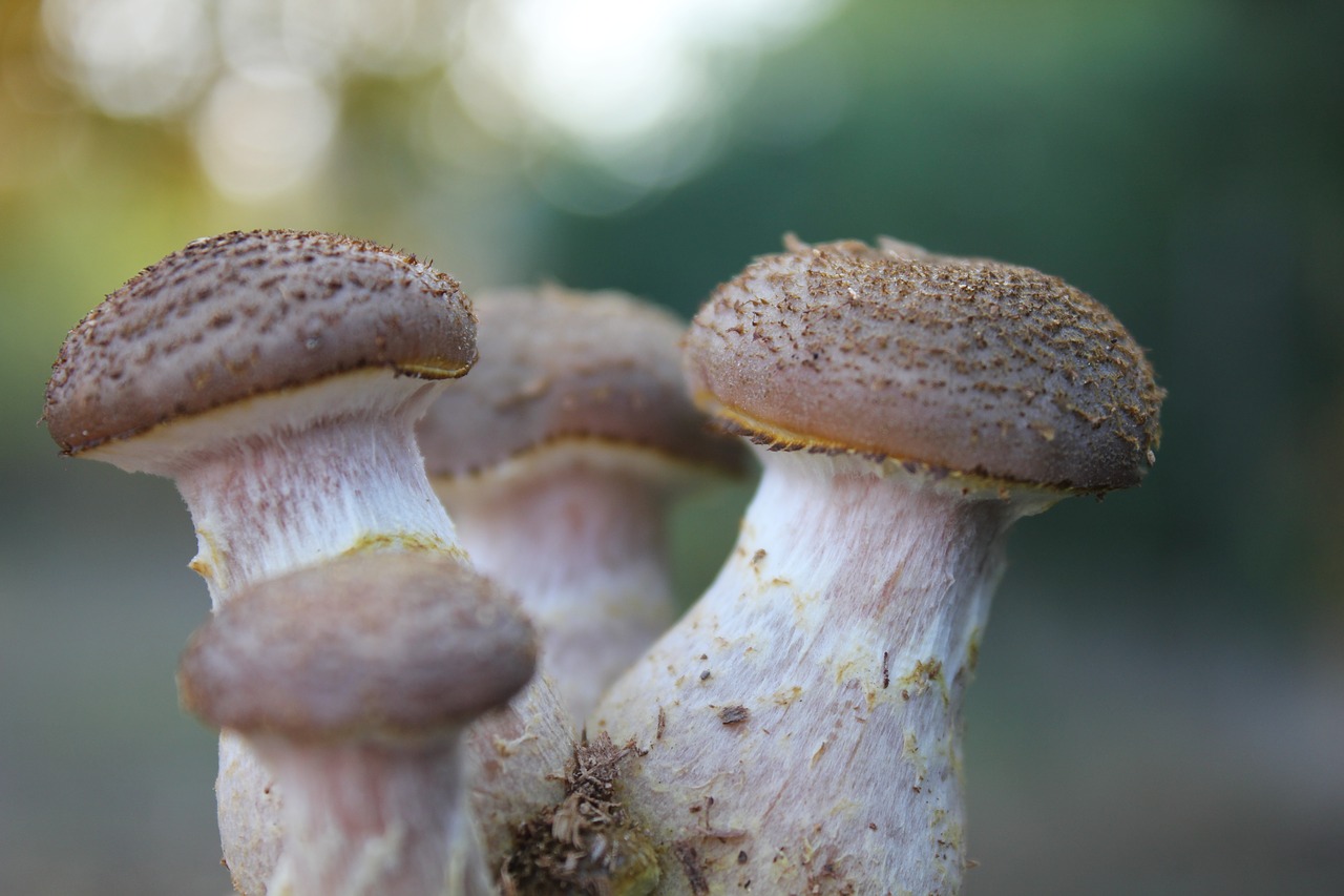 Boletus, Skalė, Gamta, Nemokamos Nuotraukos,  Nemokama Licenzija