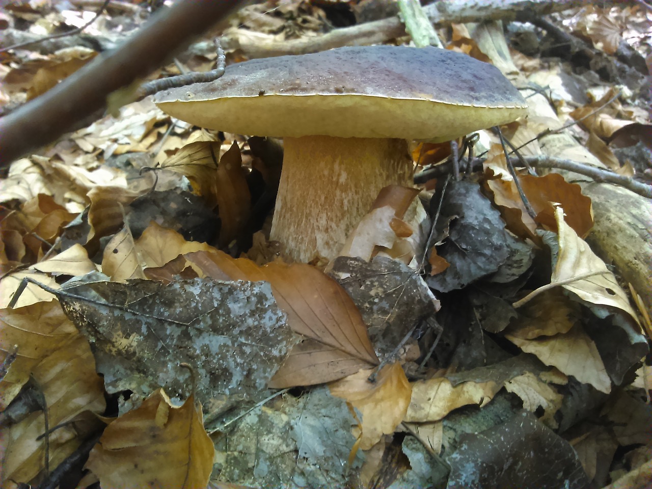 Boletus, Kempinė, Miškas, Priroda, Nemokamos Nuotraukos,  Nemokama Licenzija