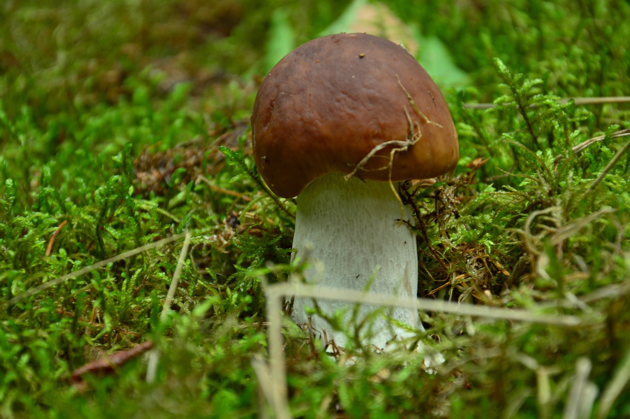 Boletus, Kilnus, Miško Pakratai, Nemokamos Nuotraukos,  Nemokama Licenzija