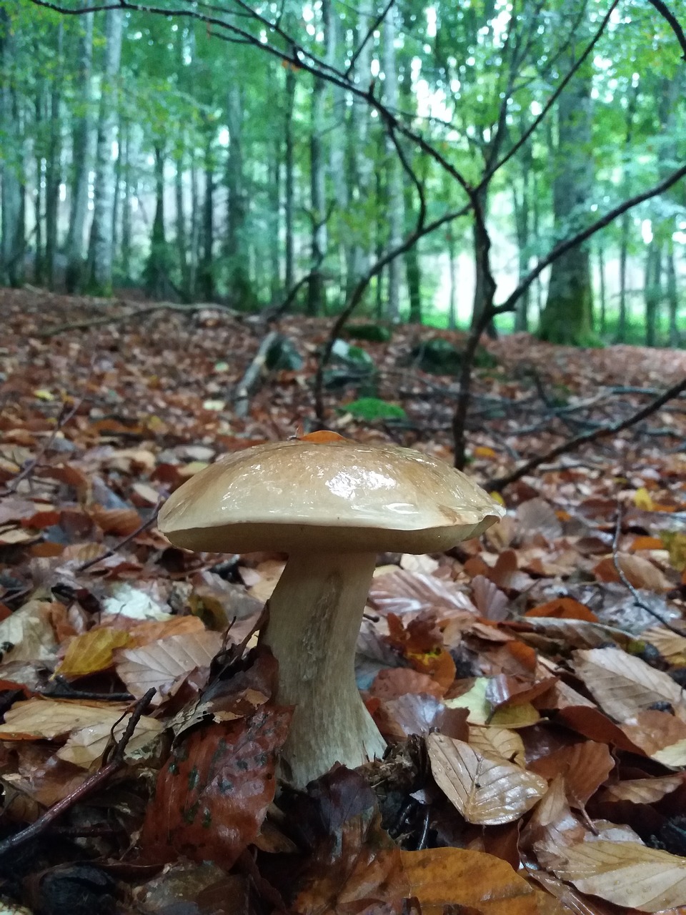 Boletus, Cep, Grybelis, Kritimas, Rinkimas, Lapai, Nemokamos Nuotraukos,  Nemokama Licenzija