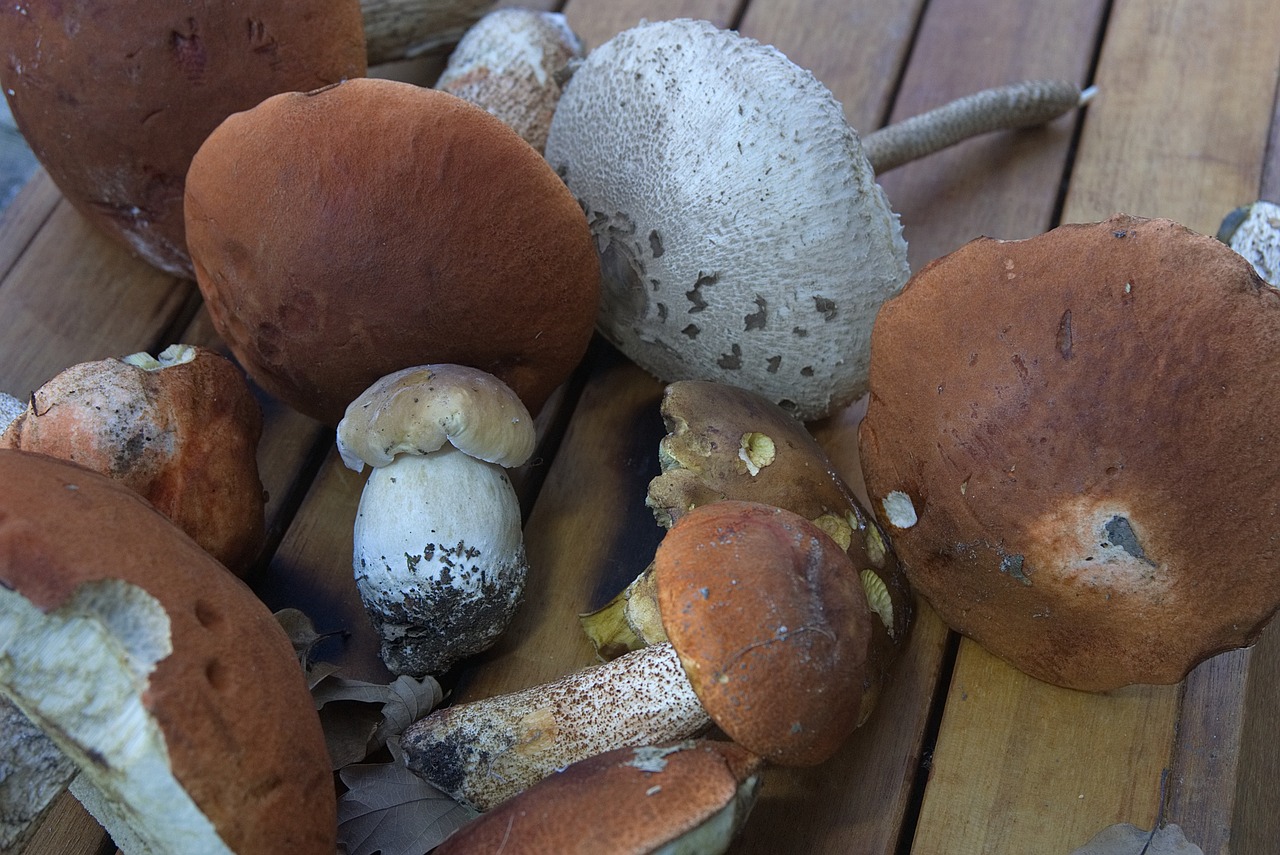 Boletus, Ceps, Grybai, Valgomieji, Balta Oranžinė, Grybelis, Miškas, Pomidoras, Rinkimas, Kritimas