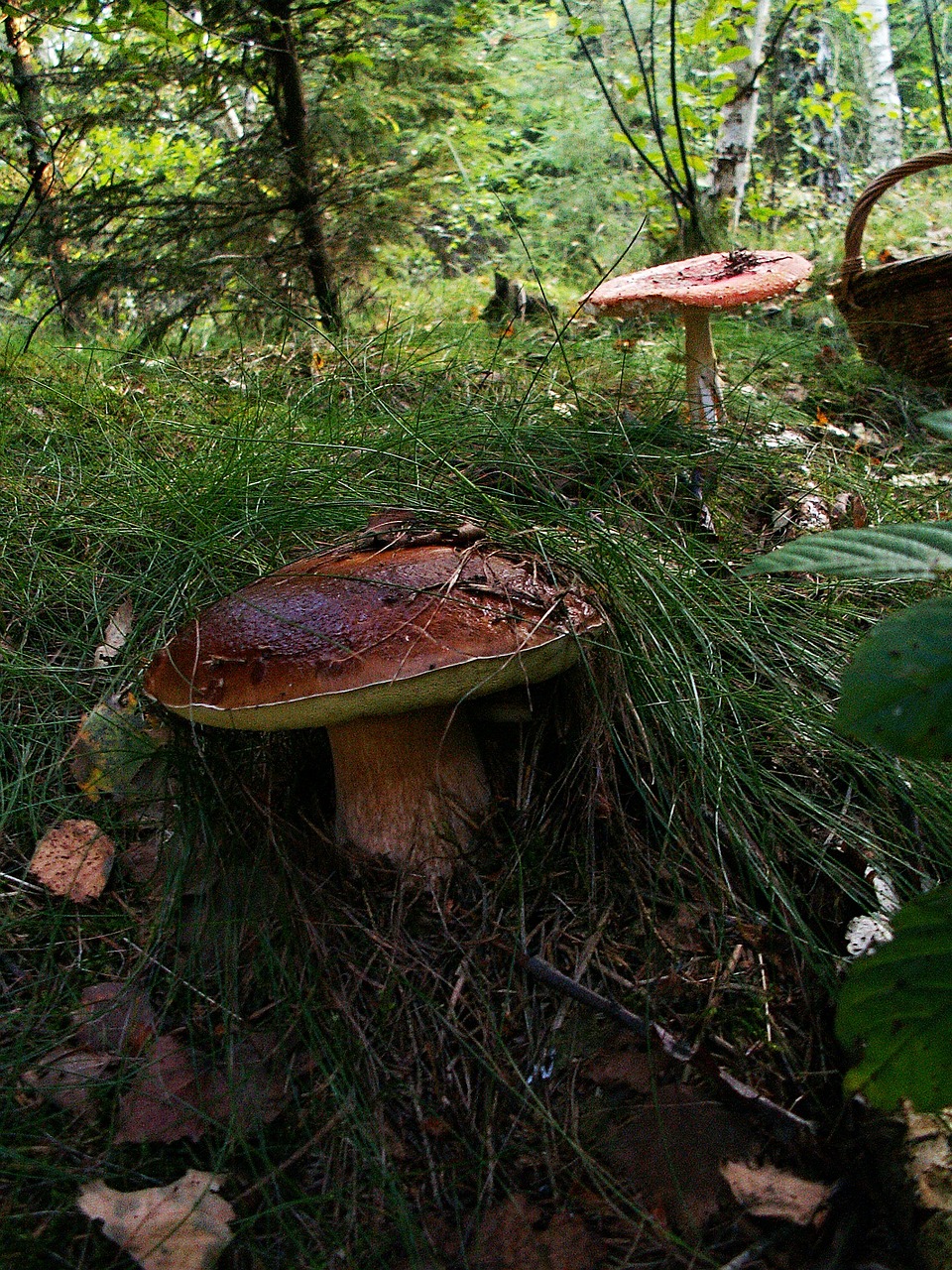 Boletus, Grybai, Krepšelis, Miškas, Gamta, Valgomieji, Ąžuolo, Lapija, Grybelis Dešinėje, Ruduo