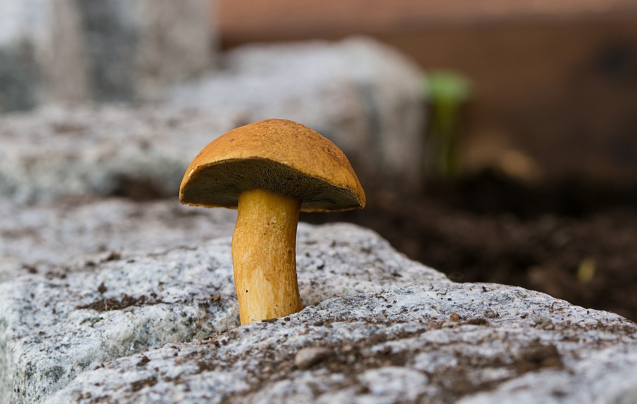 Boletus, Grybai, Gamta, Reljefas, Kraštovaizdis, Ruduo, Makro, Akmuo, Rokas, Nemokamos Nuotraukos