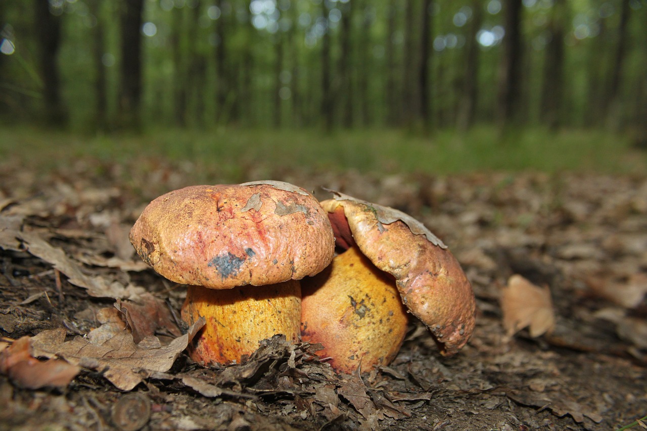 Boletus, Hematino, Luridiformis, Oranžinė, Nuodingas, Pored, Raudona, Grybų Grybai, Nemokamos Nuotraukos,  Nemokama Licenzija