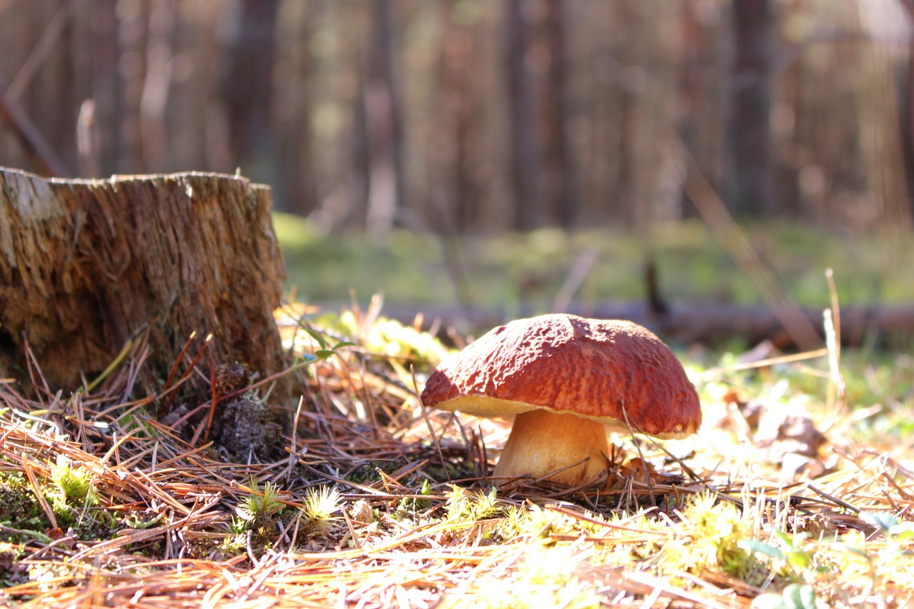 Boletus, Boletus Edulis, Grybai, Sveikas, Grybai, Laukiniai Grybai, Skanus, Ruduo, Pušies Mediena, Miškas