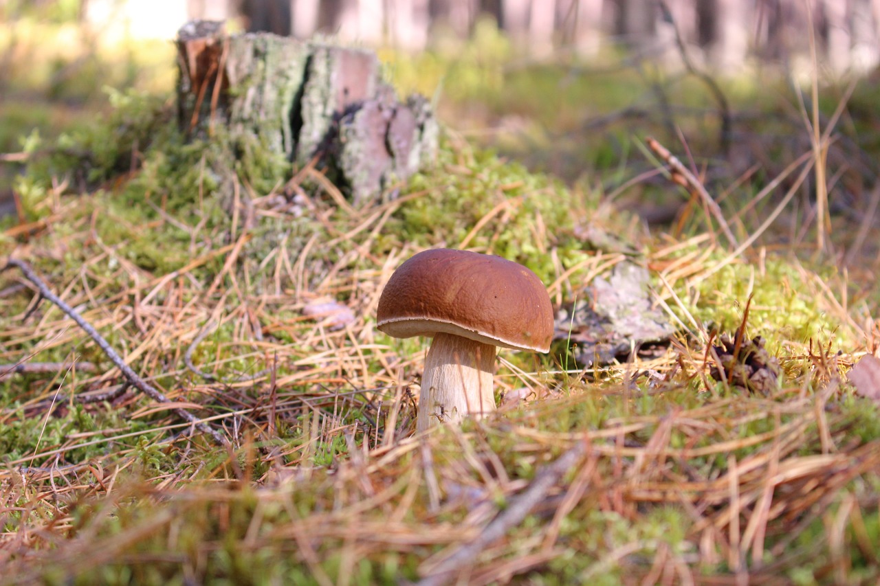 Boletus, Boletus Edulis, Grybai, Ruduo, Miškas, Grybai, Surinkti, Valgomieji, Sveikas, Gamta