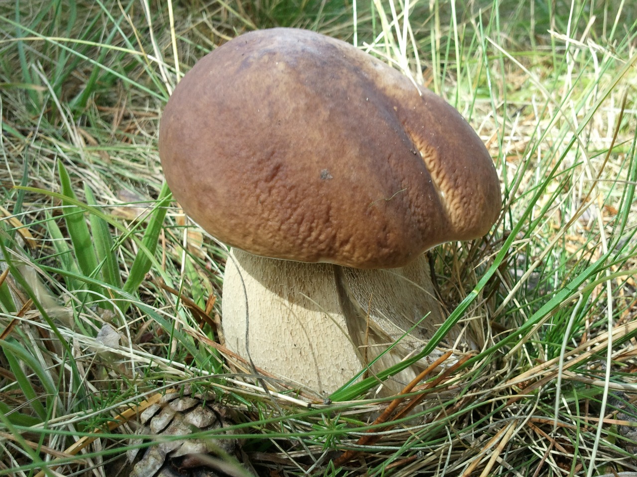 Boletus Edulis, Grybelis, Mikologija, Boletaire, Porro, Ruduo, Laukas, Kraštovaizdis, Grybai, Miškas