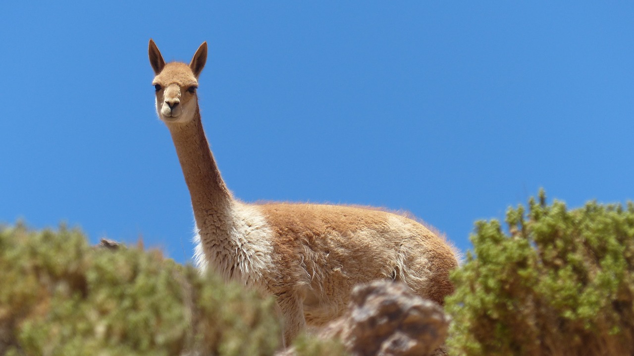 Bolivija Altiplano, Vicuña, Lama, Alpaka Kalnų Slėnis Čile, Andai , Nemokamos Nuotraukos,  Nemokama Licenzija