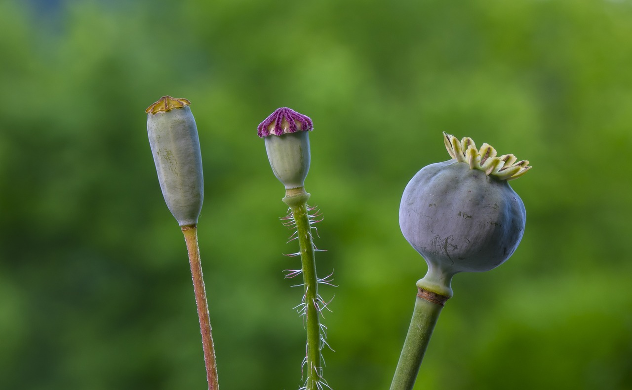 Boll,  Aguona,  Magoņsēklas Kapsulėje,  Iš Aguonos Kapsulės Įvairovė,  Mohngewaechs,  Klatschmohn,  Išblukęs, Nemokamos Nuotraukos,  Nemokama Licenzija