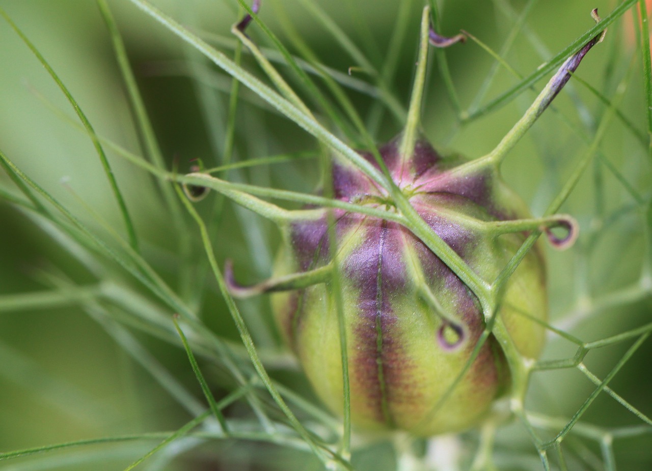 Boll, Augalinė Kapsulė, Augalas, Žiedas, Žydėti, Gėlė, Gamta, Flora, Botanika, Žalias