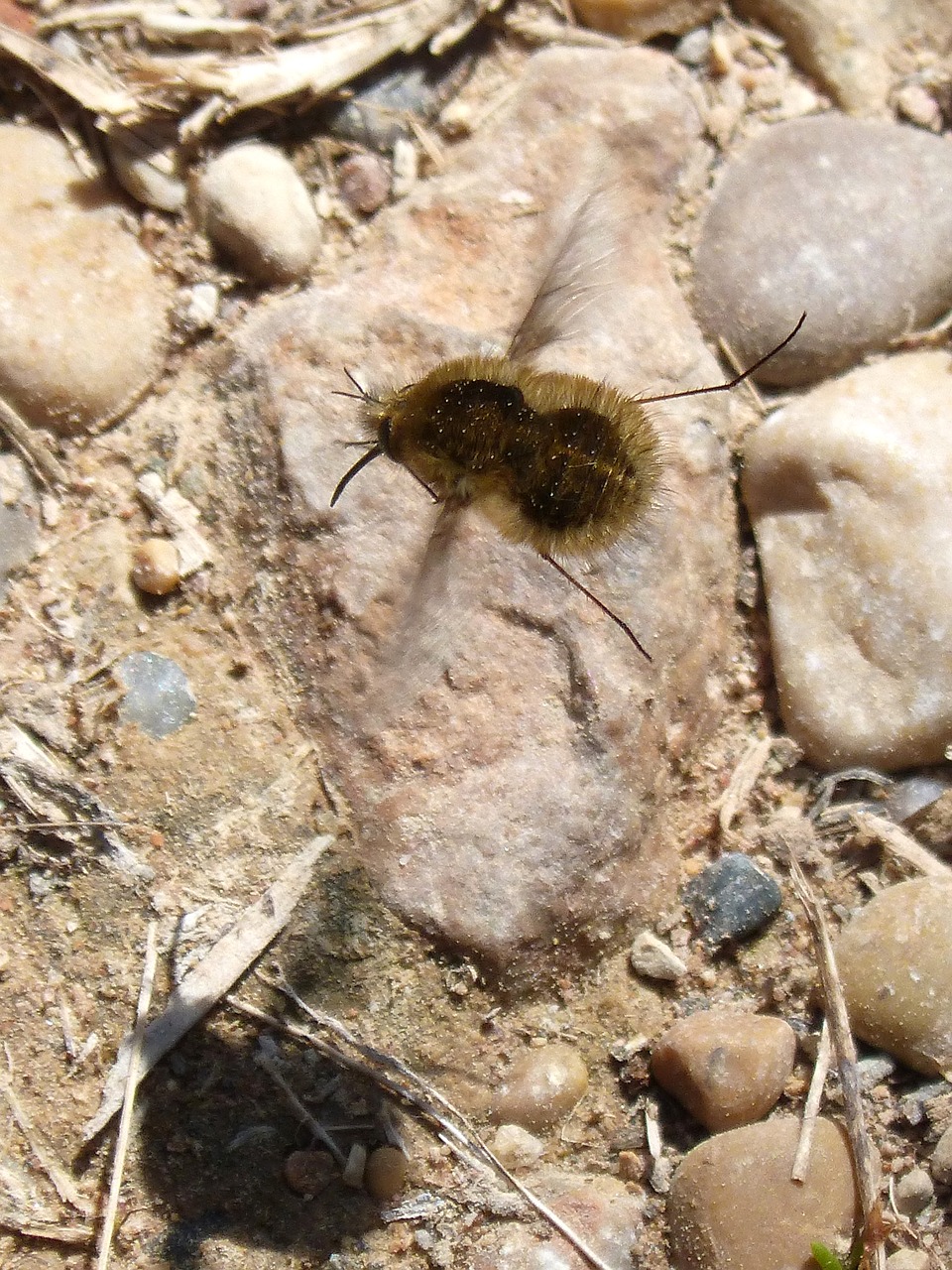 Bombas,  Bombus Pascuorum,  Borinot Stovykla,  Kamanė,  Drone,  Vabzdžių Skrydis,  Skristi,  Hover,  Kilti,  Gamta