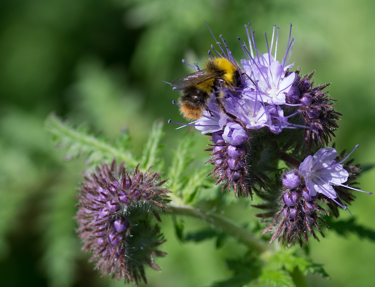 Bombus Lapidarius, Drone Akmenys, Phacélie, Bourdon, Vabzdys, Pavasaris, Žydėjimas, Violetinė, Pašaras, Nemokamos Nuotraukos