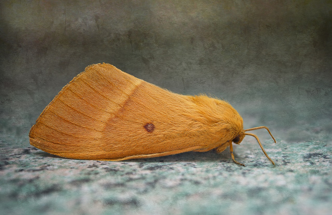 Ąžuolo Bombyx, Lasiocampa Quercus, Drugys, Minimalios Geltonos Juostelės, Vabzdys, Drugelis, Nemokamos Nuotraukos,  Nemokama Licenzija