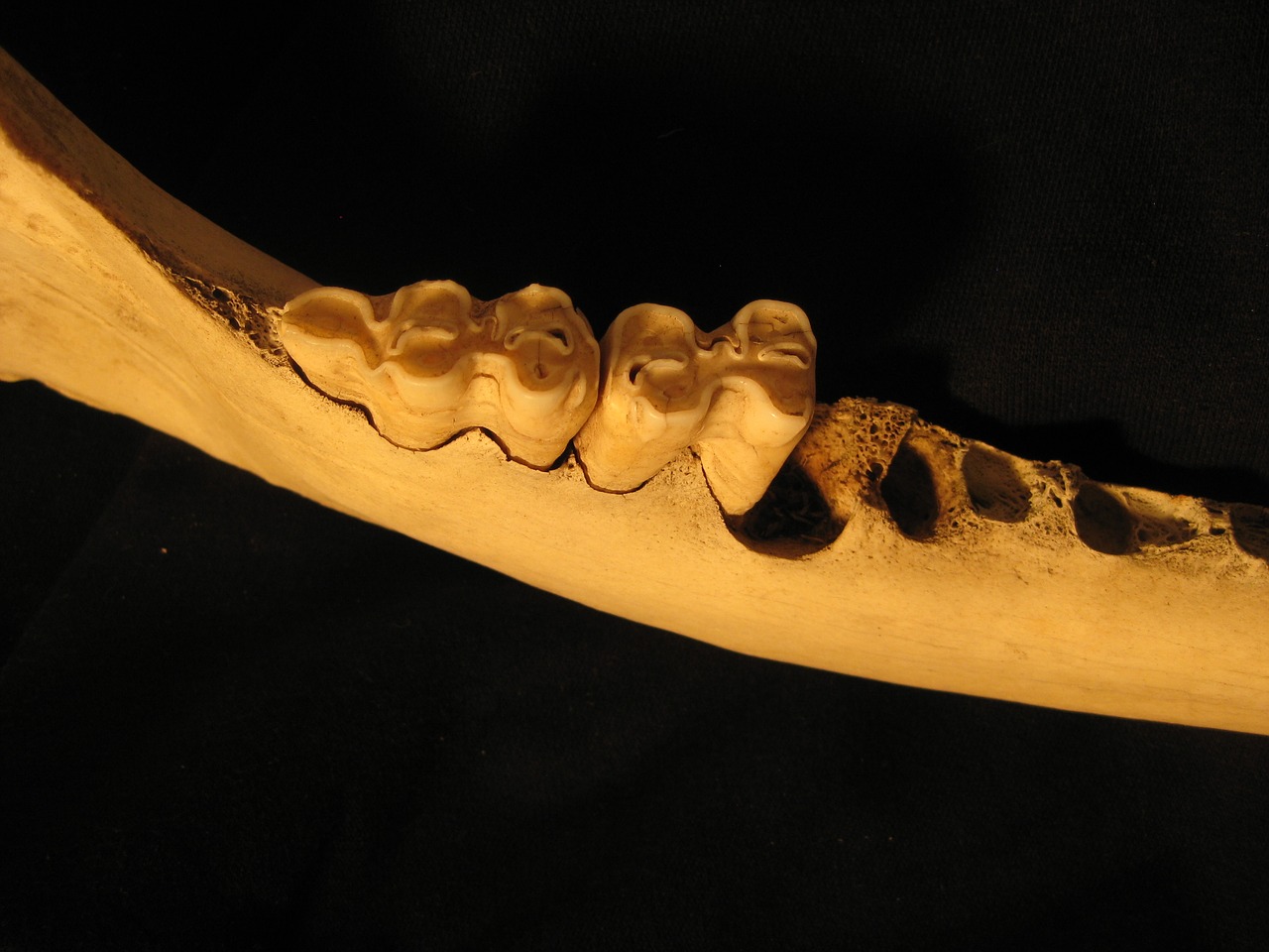 Kaulas, Dantys, Žandikaulis, Skeletas, Anatomija, Galvijai, Molaras, Stomatologas, Jautis, Nemokamos Nuotraukos