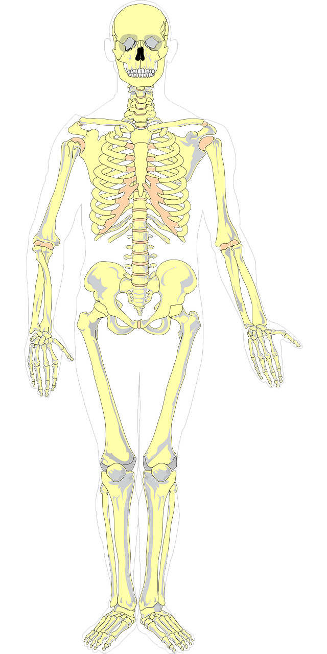 Kaulai, Spalva, Anatomija, Skeletas, Medicina, Halloween, Nemokama Vektorinė Grafika, Nemokamos Nuotraukos,  Nemokama Licenzija