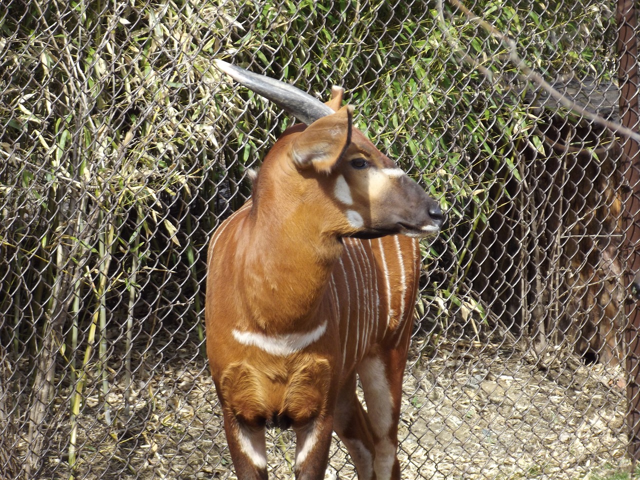 Bongo, Zoologijos Sodas, Gyvūnas, Laukinė Gamta, Gamta, Žinduolis, Antilopė, Afrikos, Raguotas, Laukiniai