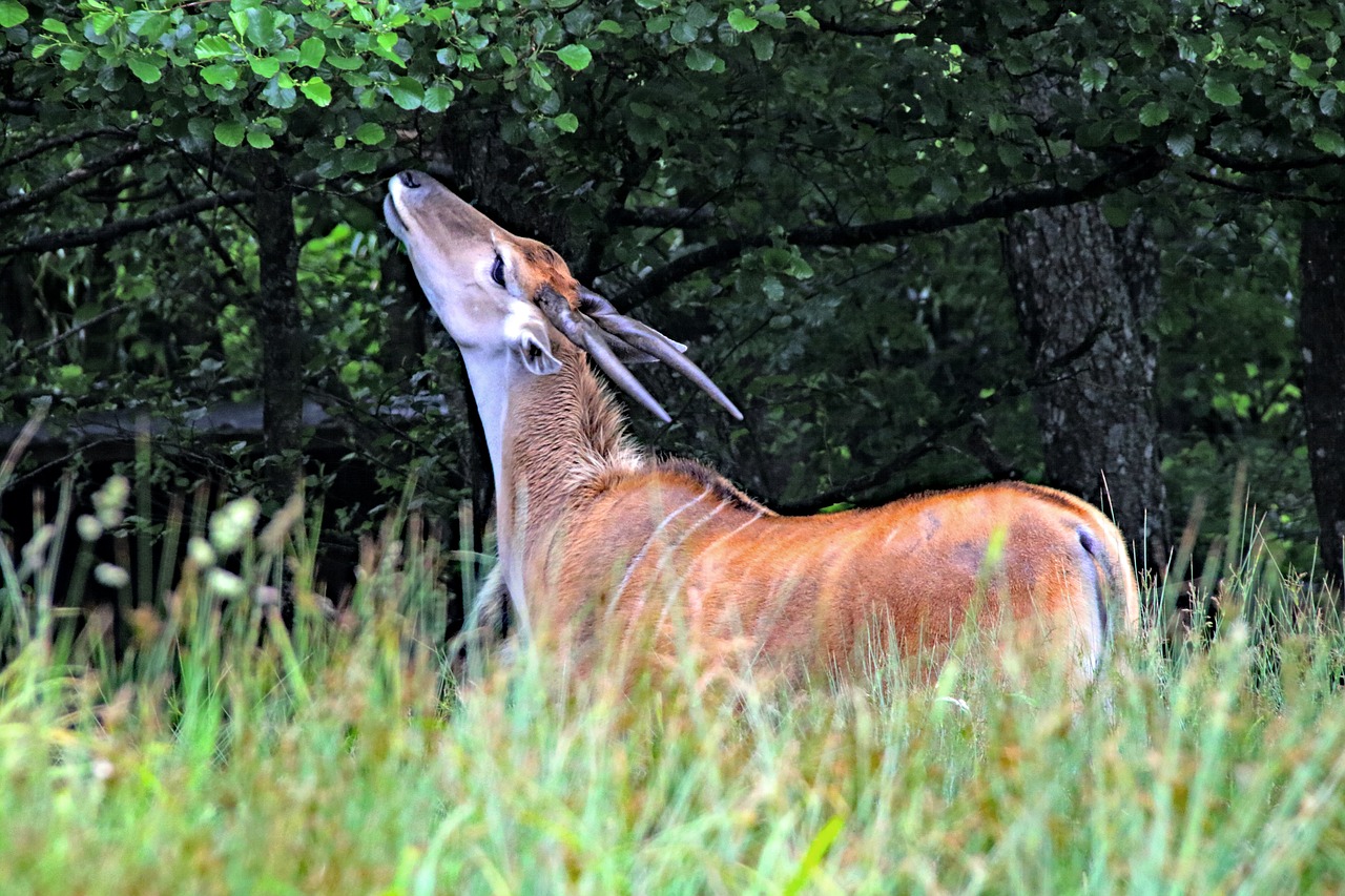 Bongo, Elnias, Antilopė, Laukinė Gamta, Gyvūnas, Žinduolis, Safari, Nemokamos Nuotraukos,  Nemokama Licenzija