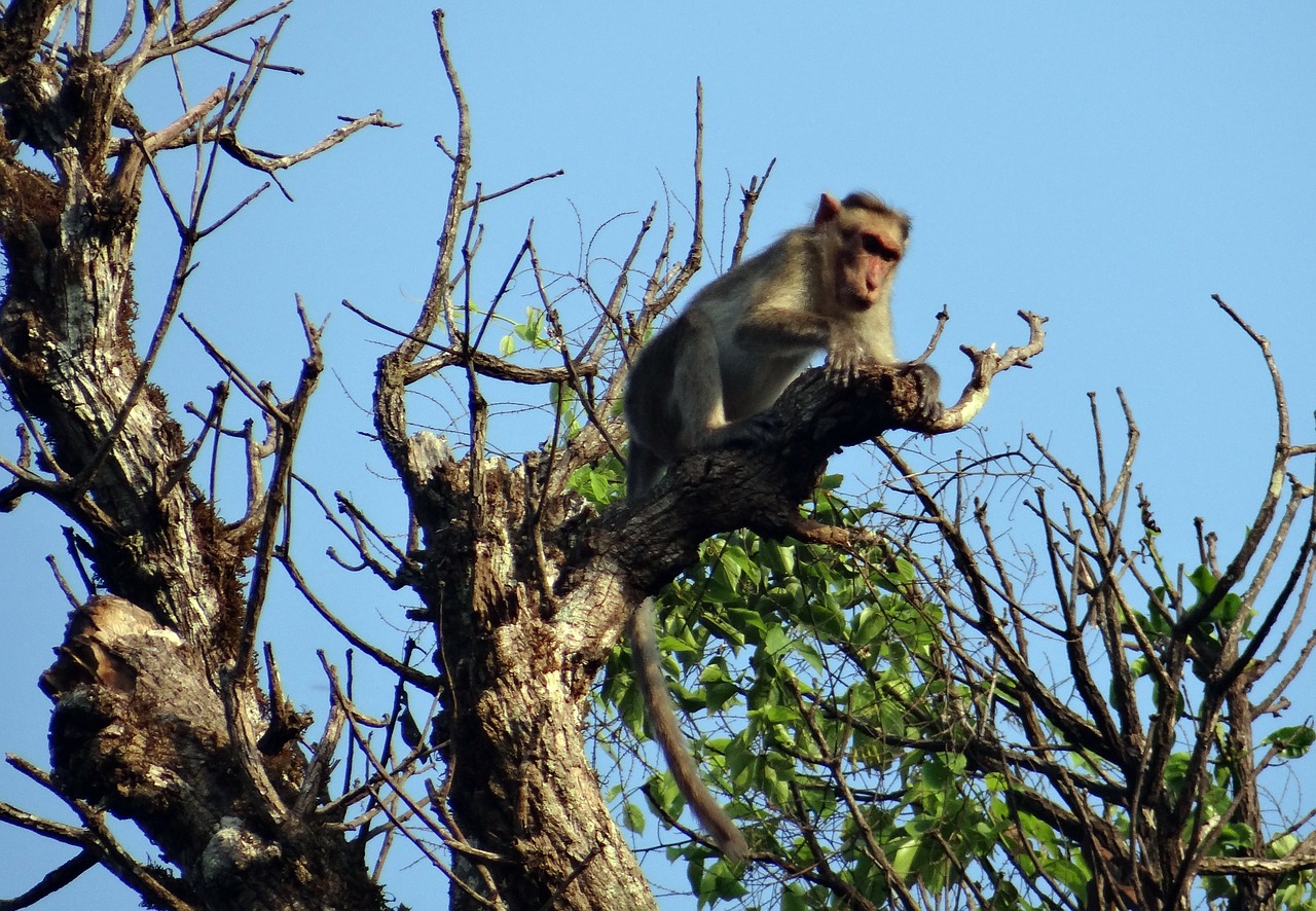 Variklio Dangčio Makakas, Macaca Radiata, Beždžionė, Primatas, Gyvūnas, Žinduolis, Jog Bėga, Indija, Nemokamos Nuotraukos,  Nemokama Licenzija