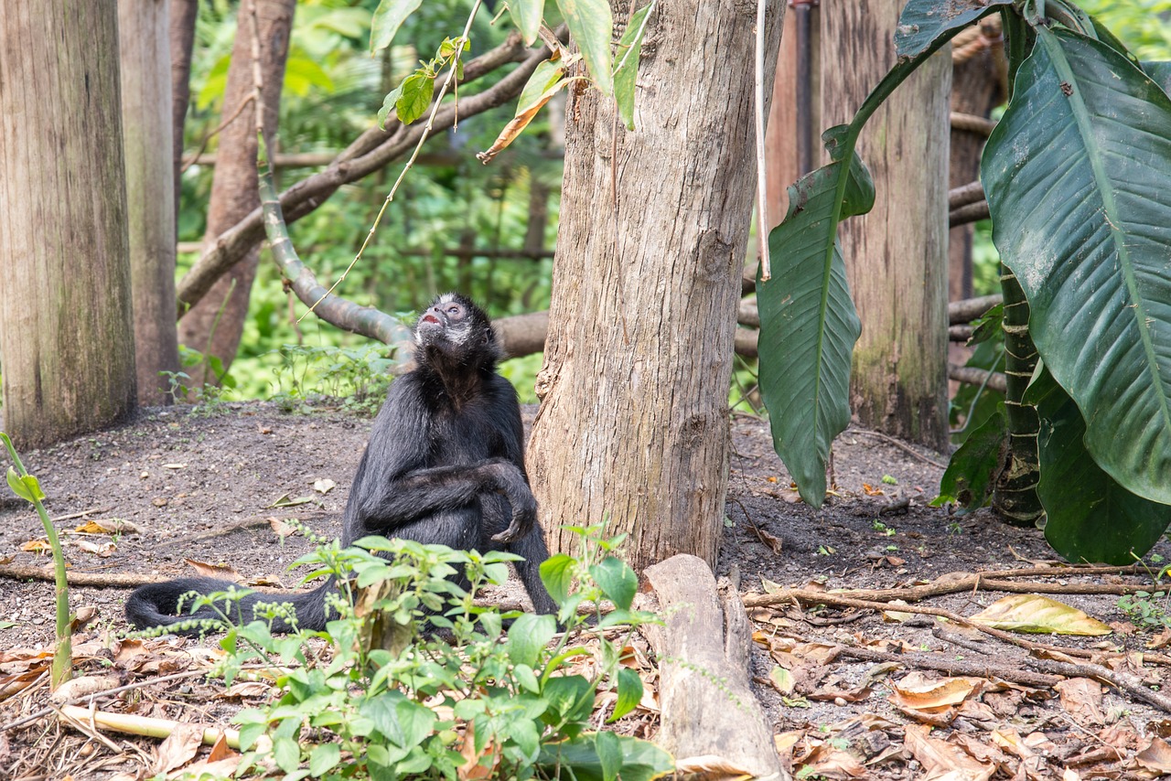 Bonobo, Žinduolis, Gyvūnas, Beždžionė, Laukinė Gamta, Ape, Gamta, Laukiniai, Primatas, Šimpanzė