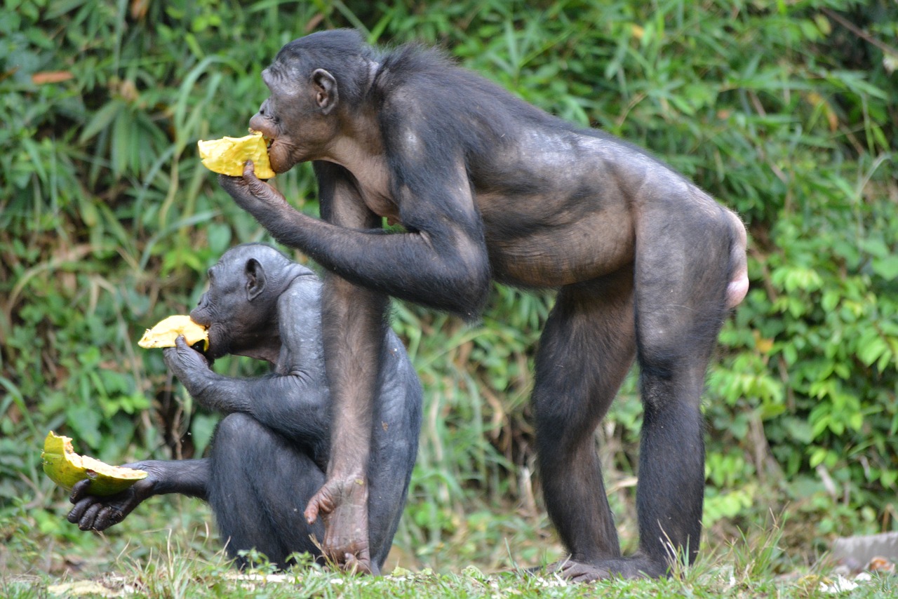 Bonobo, Primatas, Ape, Lola Ya Bonobo, Kongo, Kinshasa, Afrika, Gamta, Pan Paniskus, Laukinė Gamta