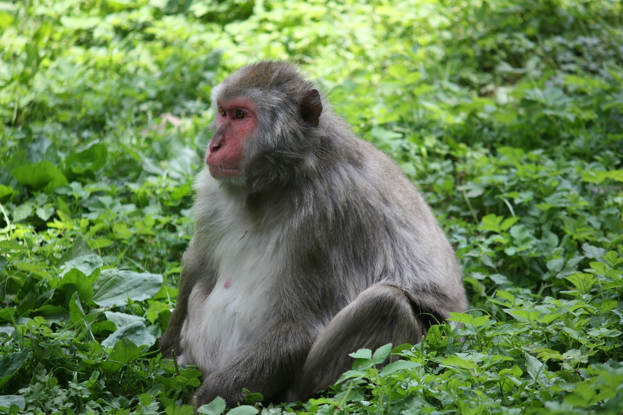 Bonobo, Pygmy Šimpanzė, Ape, Nemokamos Nuotraukos,  Nemokama Licenzija
