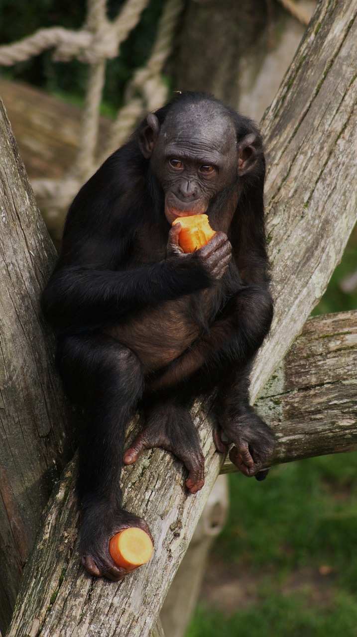 Bonobo, Beždžionė, Primatas, Valgymas, Laukinė Gamta, Šimpanzė, Žinduolis, Gamta, Šimpanzė, Akys