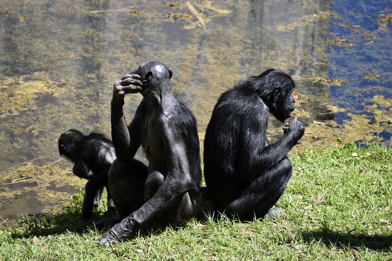 Bonobo Beždžionės, Primatas, Zoologijos Sodas, Gyvūnų Rezervas, Beždžionė, Ape, Gyvūnas, Žinduolis, Gamta, Laukiniai