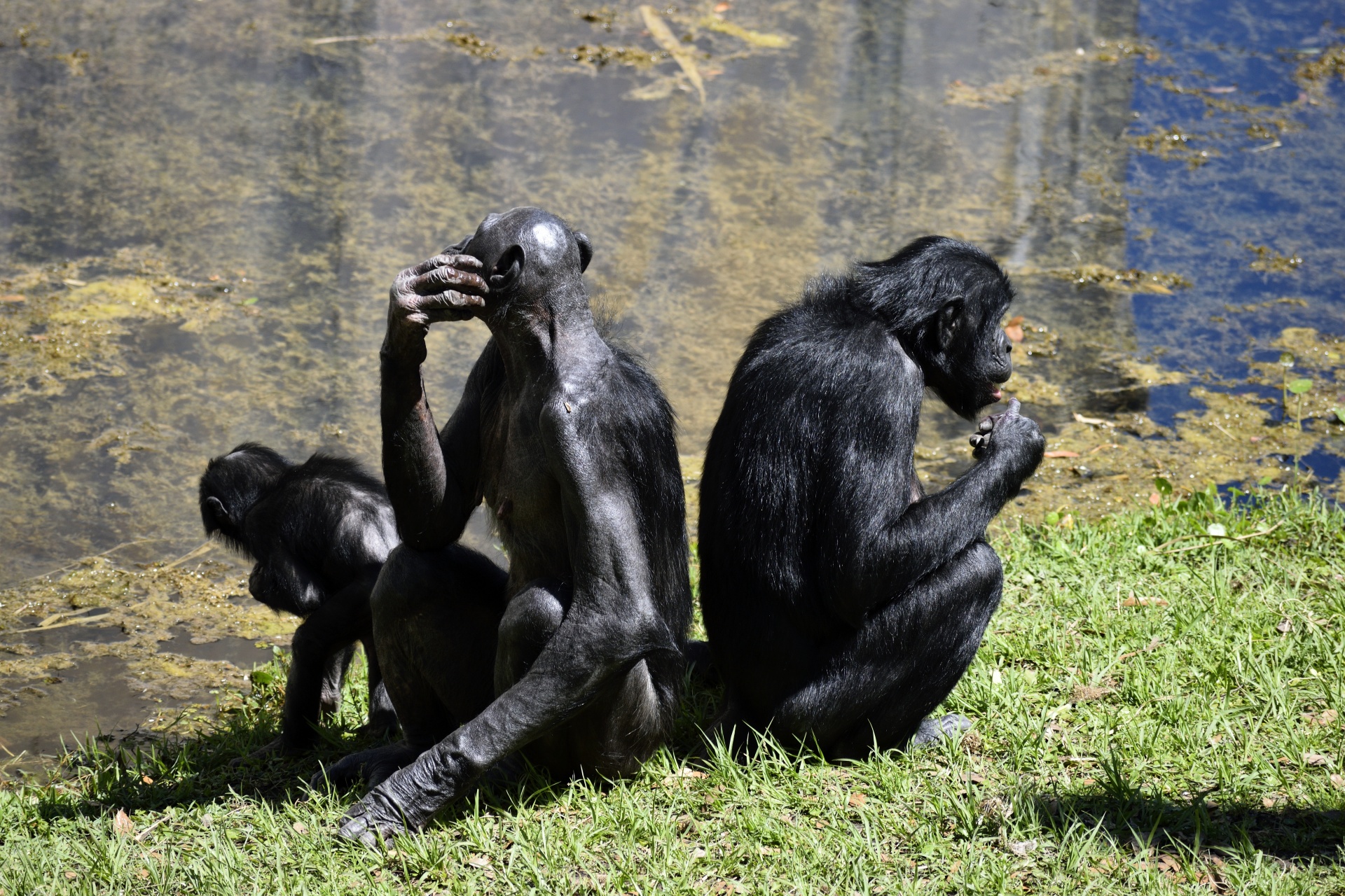 Bonobo & Nbsp,  Beždžionės,  Primatas,  Zoologijos Sodas,  Gyvūnų Rezervas,  Beždžionė,  Ape,  Gyvūnas,  Žinduolis,  Gamta