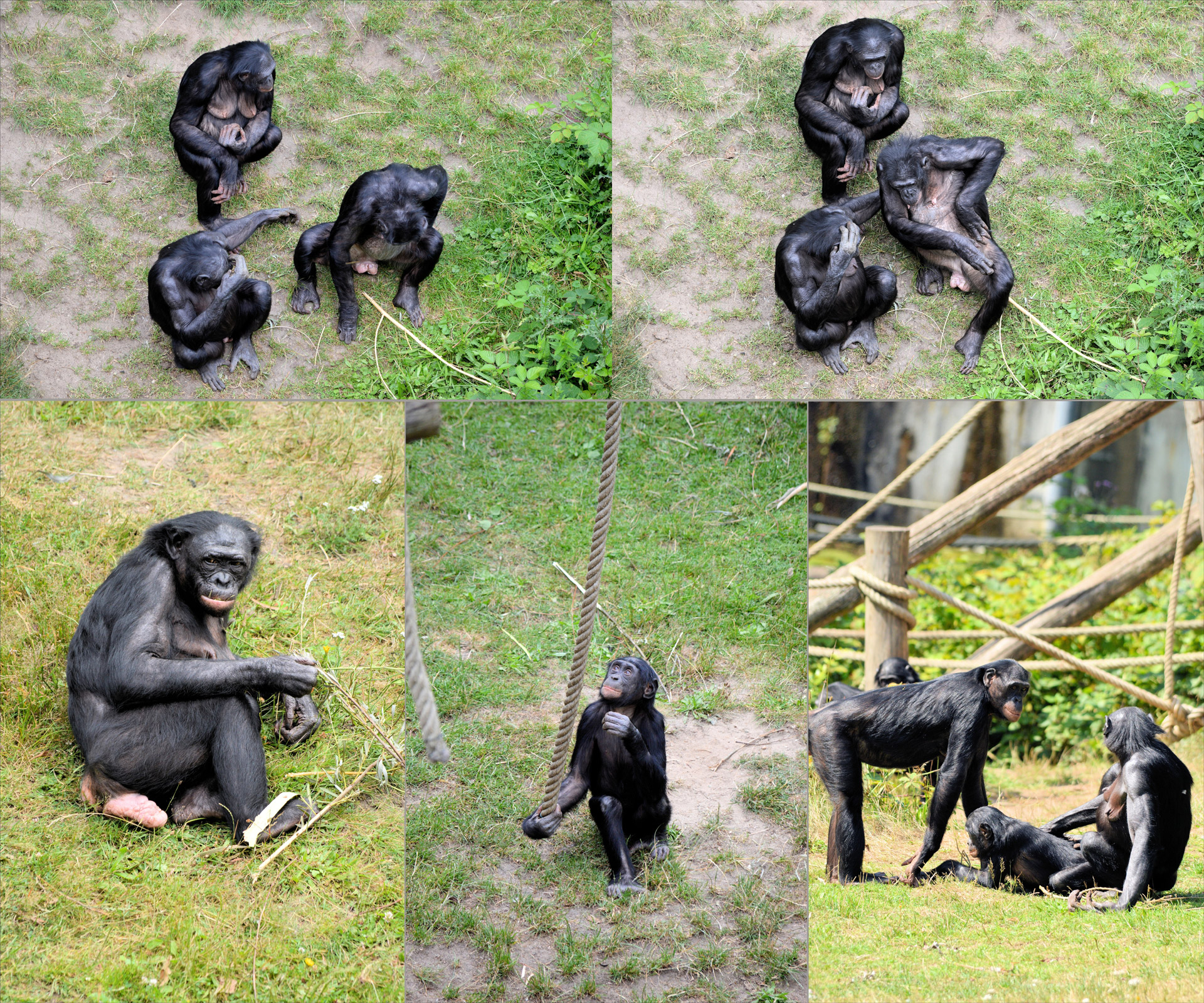 Bonobo,  Ape,  Beždžionė,  Tapetai,  Bonobos, Nemokamos Nuotraukos,  Nemokama Licenzija