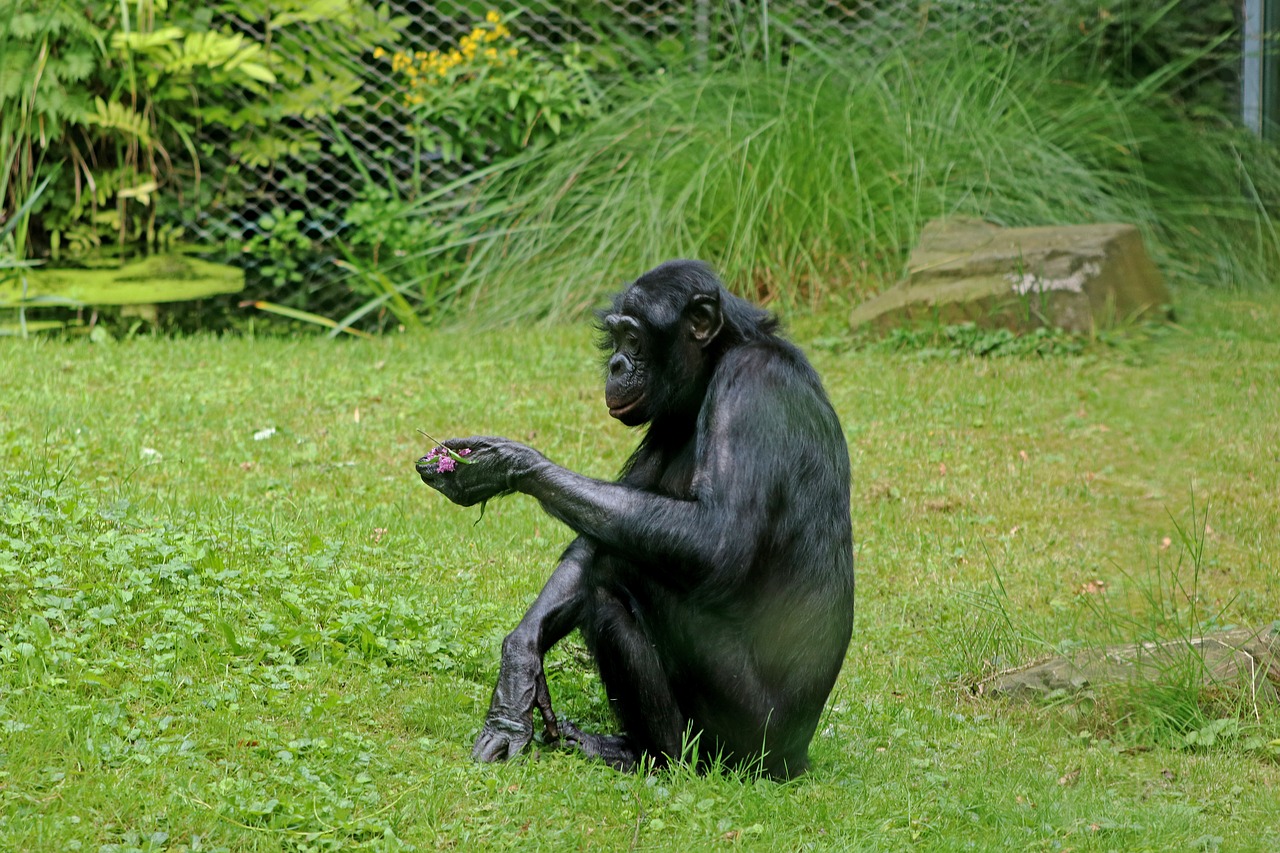 Bonobos, Ape, Primatai, Gyvūnas, Laukinės Gamtos Fotografija, Zoologijos Sodas, Nemokamos Nuotraukos,  Nemokama Licenzija