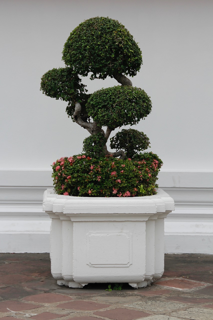 Bonsai, Medis, Bäumchen, Žalias, Lapai, Augti, Pasodintas Augalas, Bonsai Medis, Jautrus, Augimas