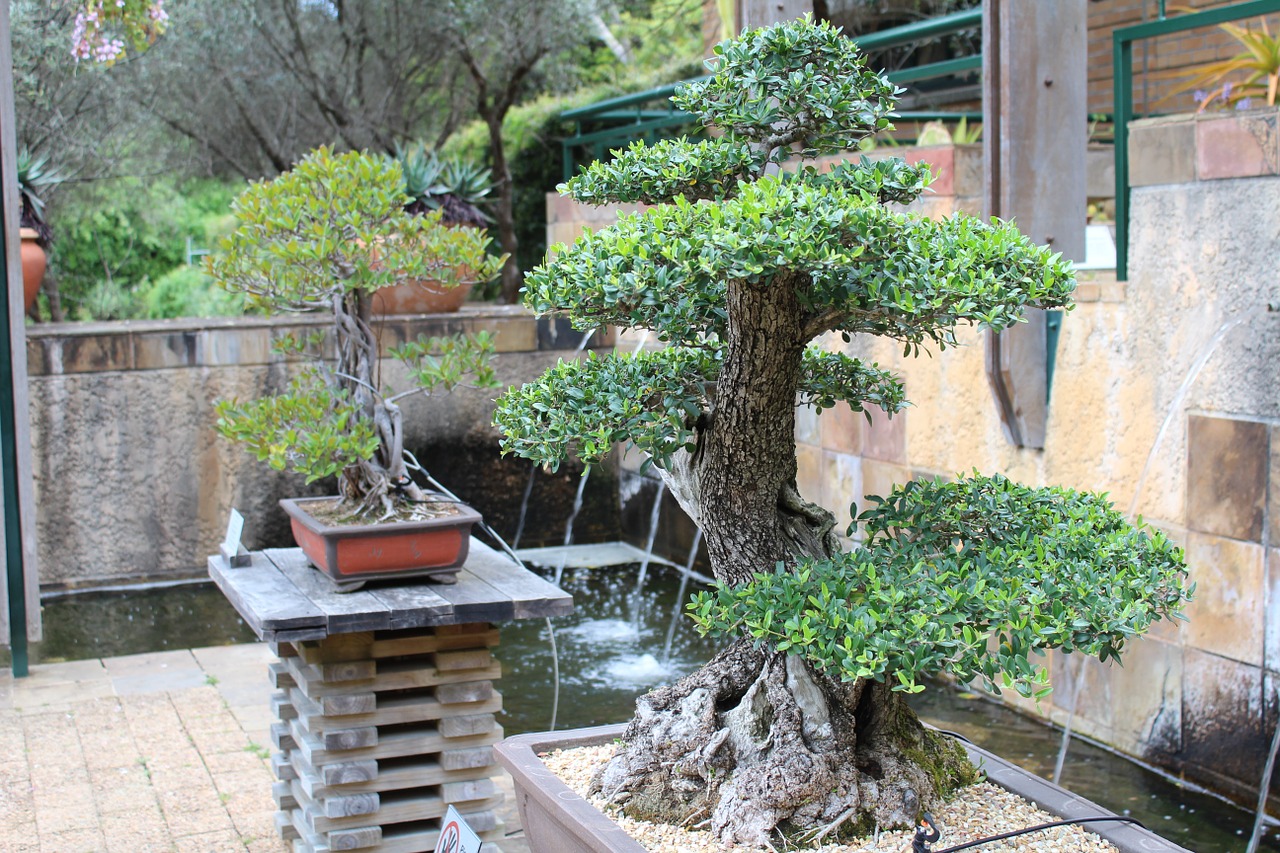 Bonsai, Medžiai, Japanese, Nemokamos Nuotraukos,  Nemokama Licenzija