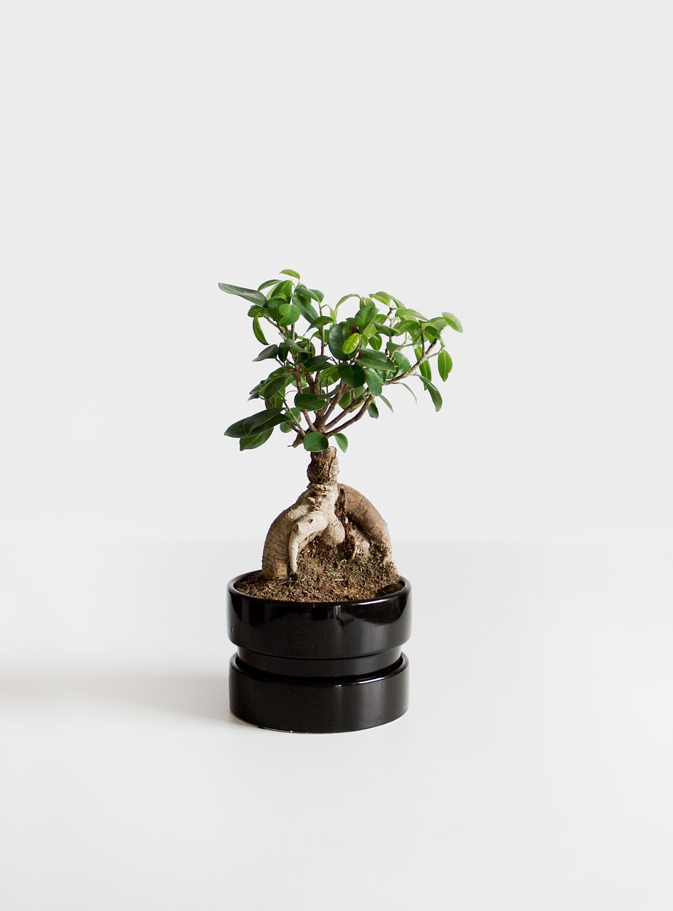 Bonsai, Augalas, Bäumchen, Nemokamos Nuotraukos,  Nemokama Licenzija