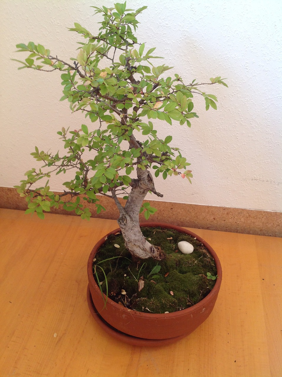 Bonsai, Medis, Pasodintas Augalas, Bäumchen, Gamta, Periwinkle, Pavasaris, Augalas, Sodas, Japonija