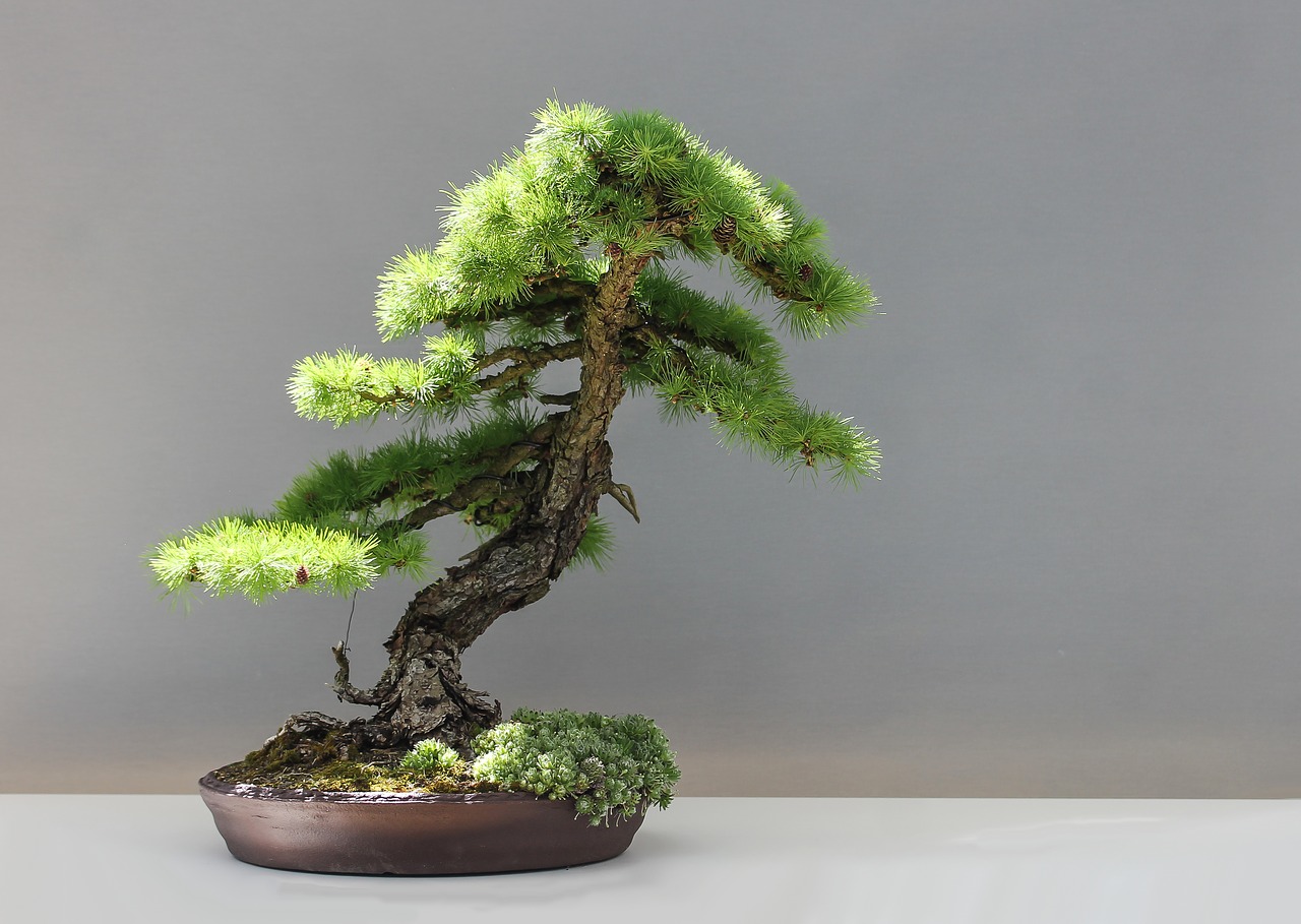 Bonsai, Maumedis, Japonija, Kultūra, Japonijos Sodas, Larix, Nemokamos Nuotraukos,  Nemokama Licenzija