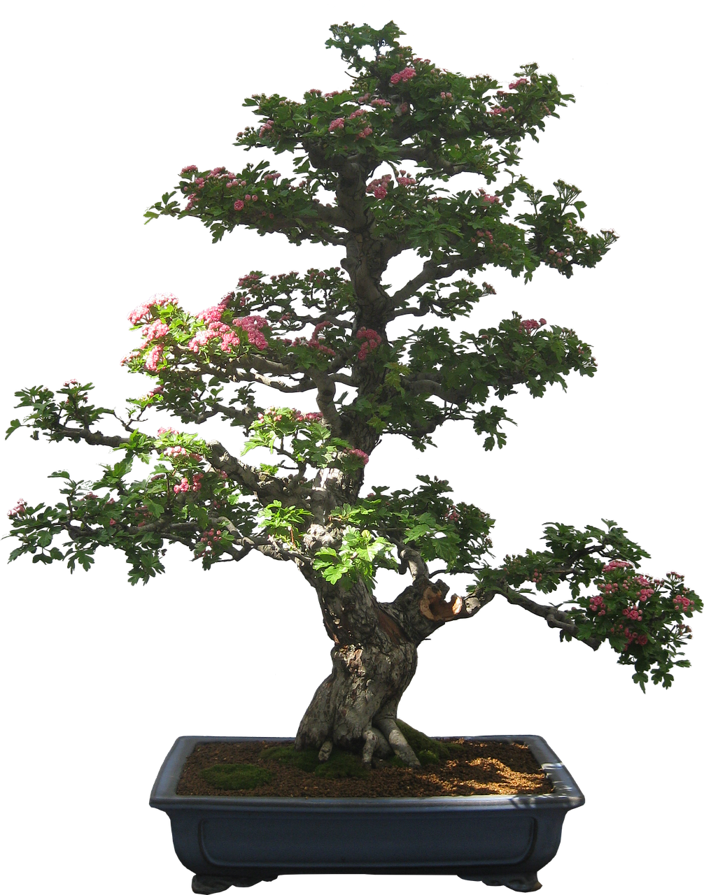 Bonsai, Medis, Augalas, Pasodintas Augalas, Mažas, Mažas, Nemokamos Nuotraukos,  Nemokama Licenzija