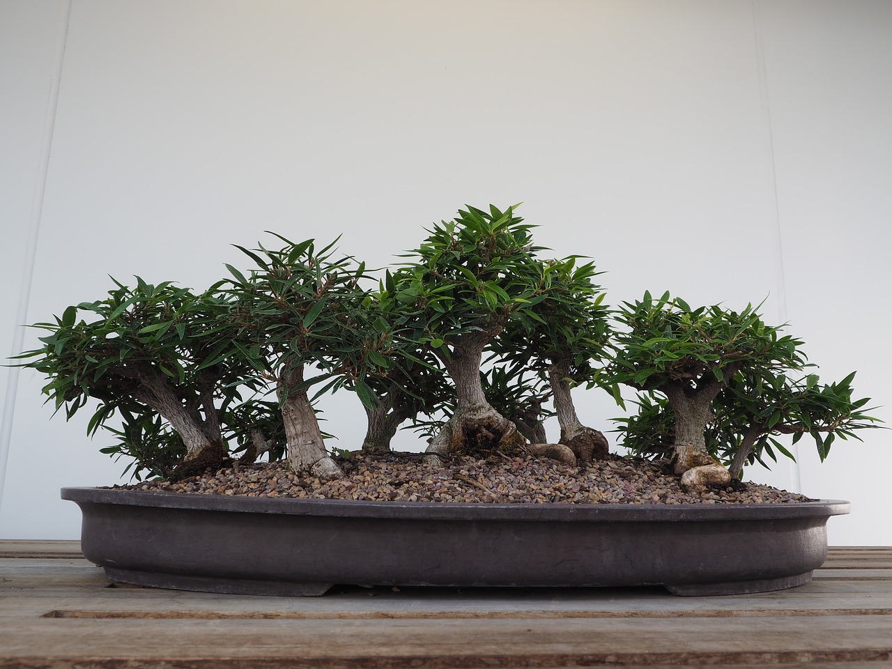 Bonsai, Medis, Japanese, Žalias, Miniatiūrinė, Sodas, Japonija, Gamta, Nemokamos Nuotraukos,  Nemokama Licenzija