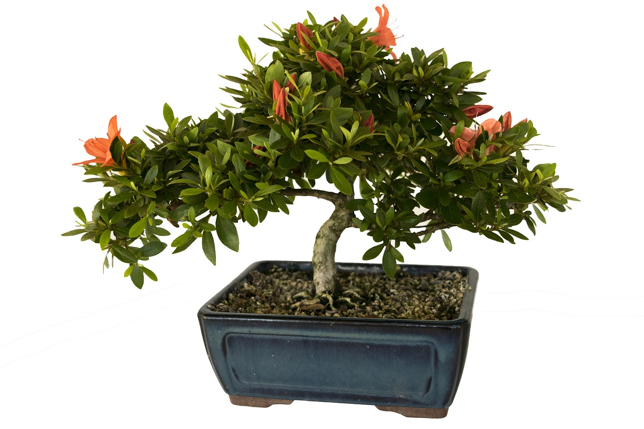 Bonsai, Azalija, Augalas, Lapai, Gėlės, Žalias, Mėlynas, Kvadratas, Puodą, Baltas Fonas