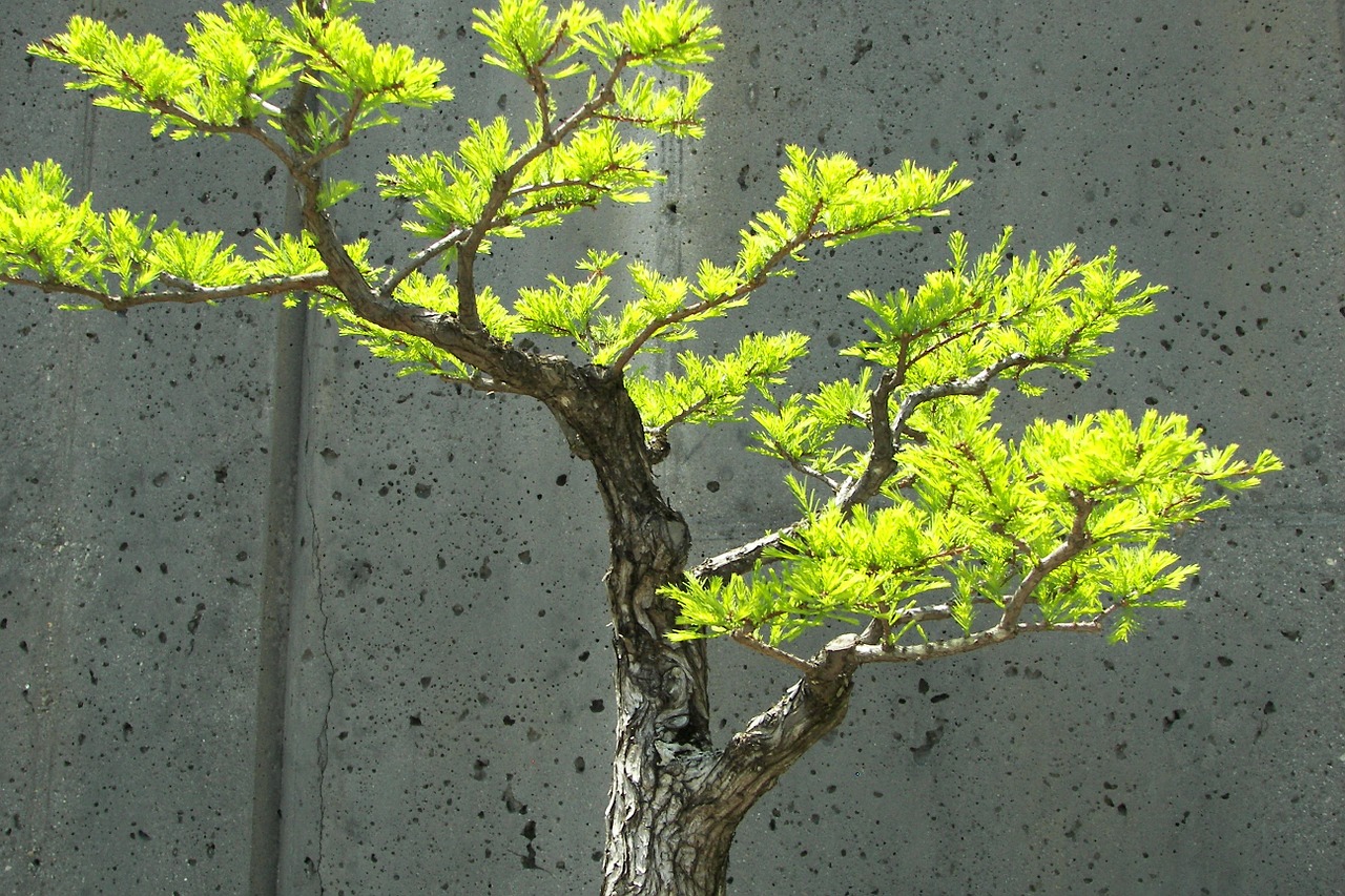 Bonsai, Medis, Mažas, Augimas, Bagažinė, Sodas, Sodininkystė, Japanese, Miniatiūrinė, Stunted