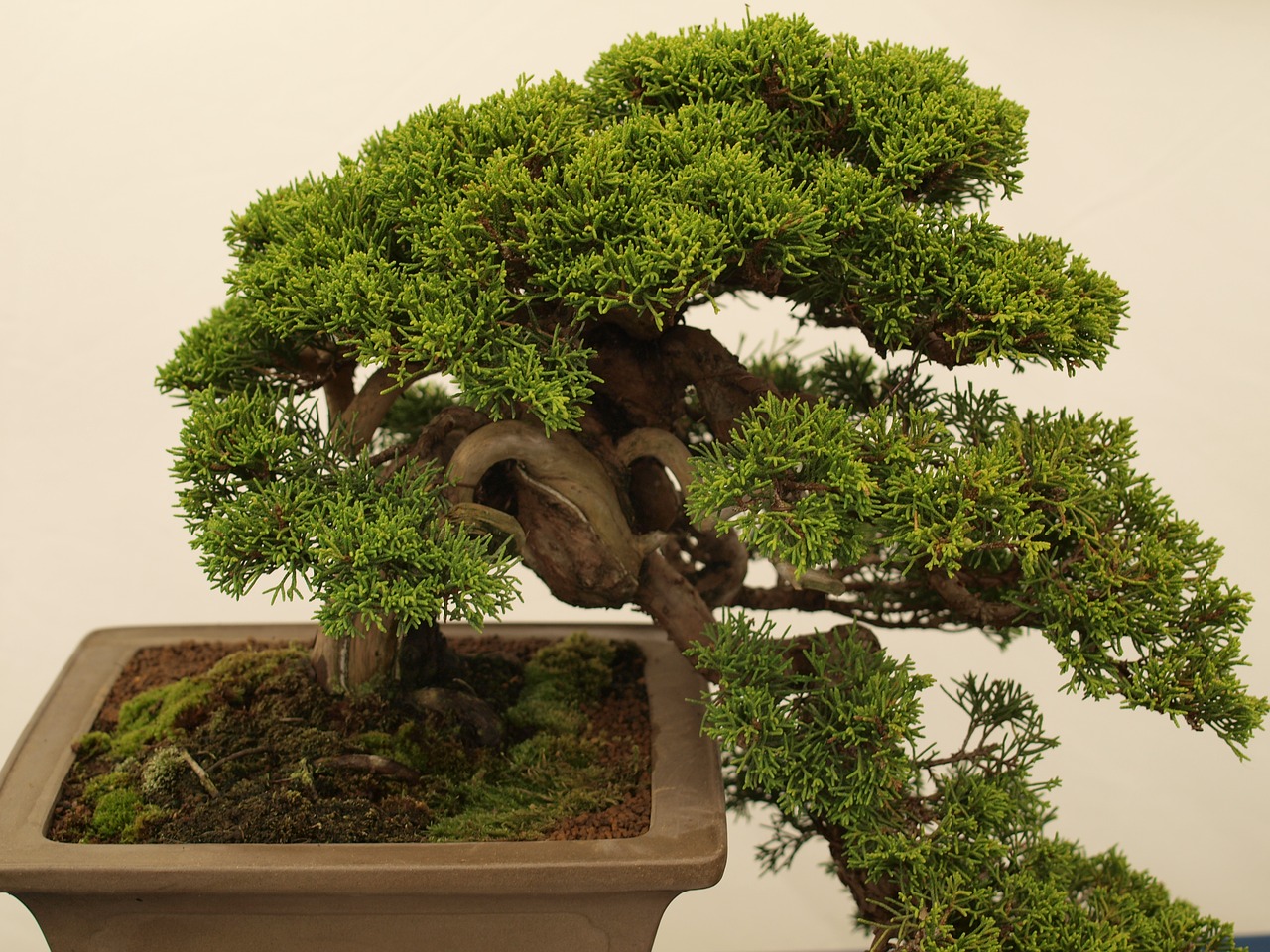 Bonsai, Medis, Minutė, Japanese, Nemokamos Nuotraukos,  Nemokama Licenzija