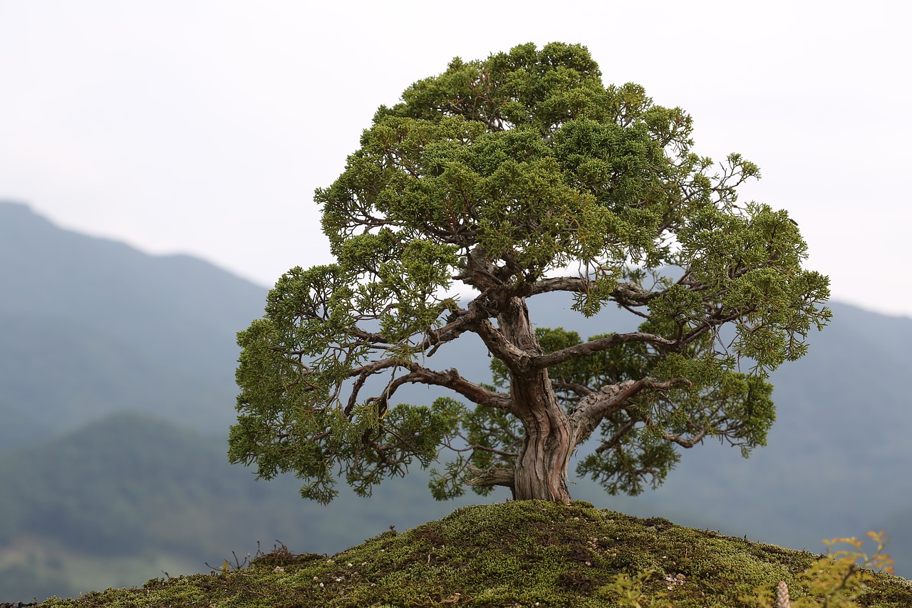 Bonsai, Meilės Parkas, Gurye, Nemokamos Nuotraukos,  Nemokama Licenzija