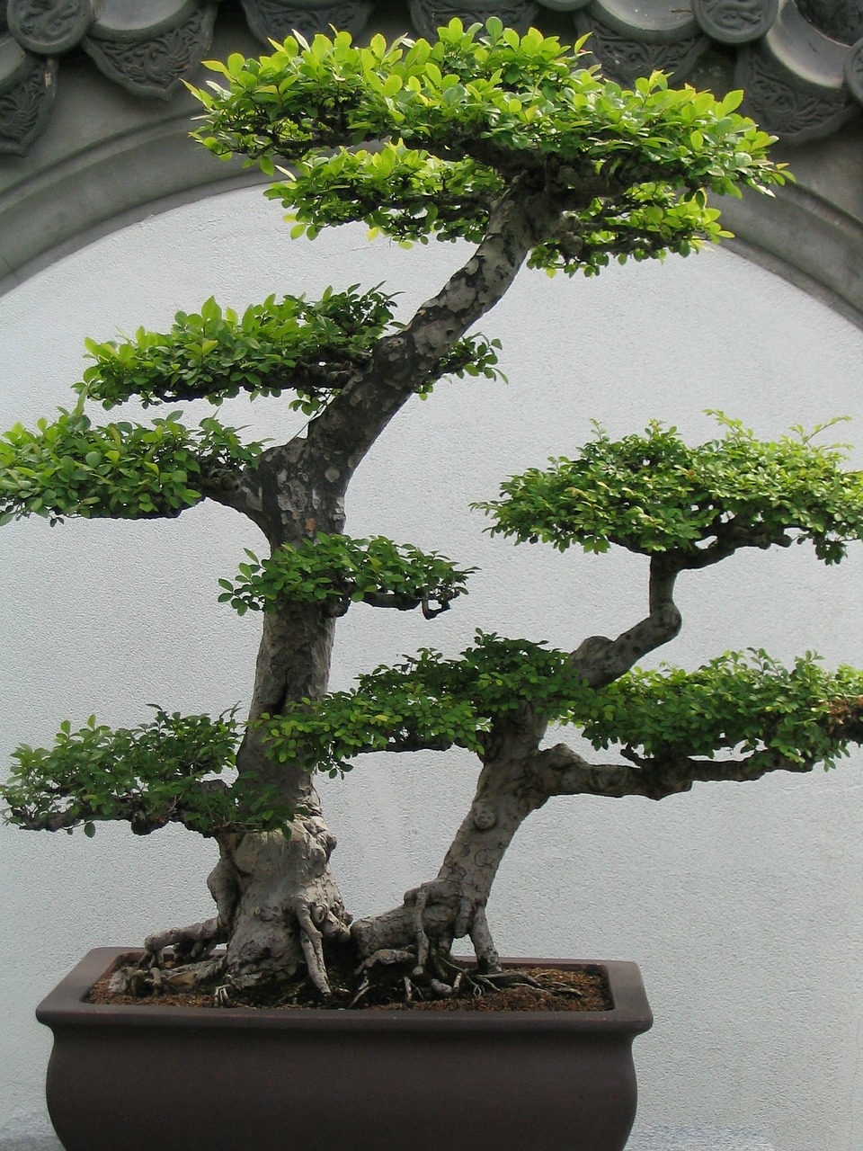 Bonsai, Bonsai Medis, Mažas, Medis, Augalas, Žalias, Lapai, Pasodintas Augalas, Sodas, Nemokamos Nuotraukos