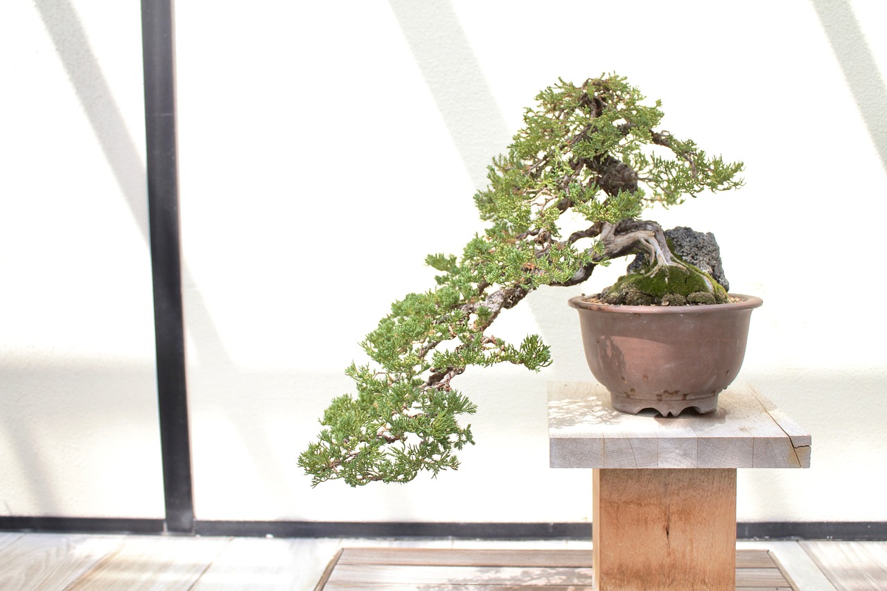 Bonsai,  Medis,  Lapai,  Pobūdį,  Žalias,  Augalų,  Puodas, Nemokamos Nuotraukos,  Nemokama Licenzija