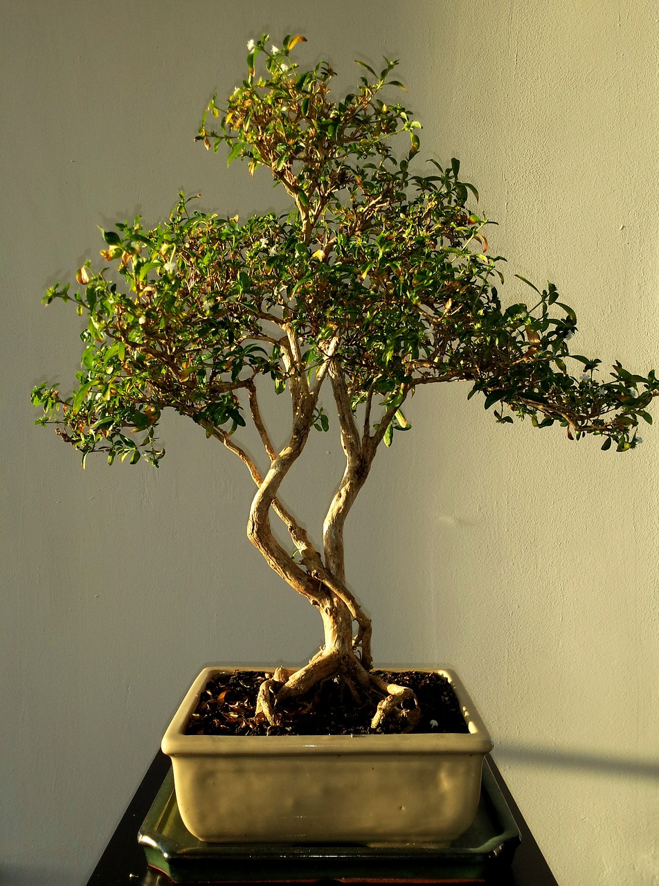 Bonsai, Lapai, Žalias, Medis, Augalas, Gamta, Augimas, Botanika, Kinai, Apdaila