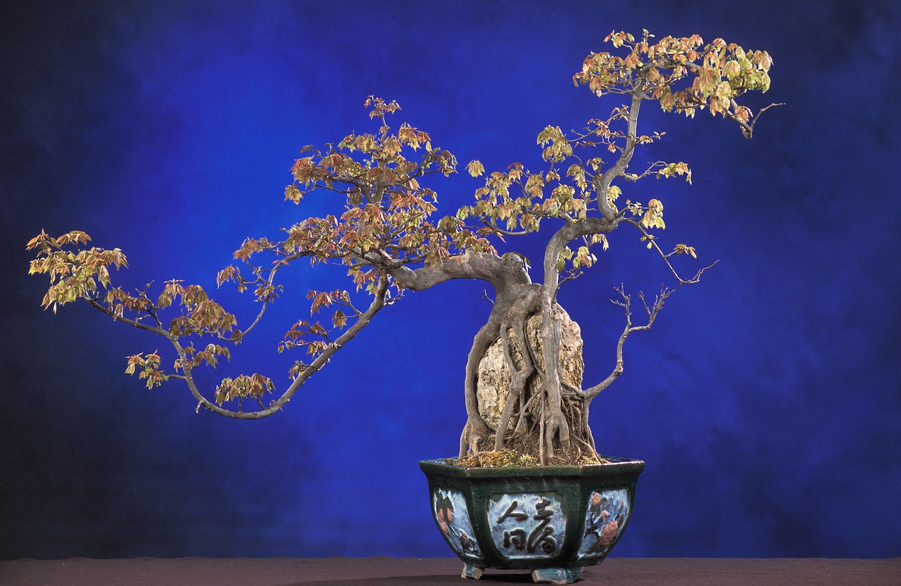 Bonsai, Acer Buergerianum, Bonsai Medis, Medis, Dekoratyvinis Augalas, Pasodintas Augalas, Nemokamos Nuotraukos,  Nemokama Licenzija